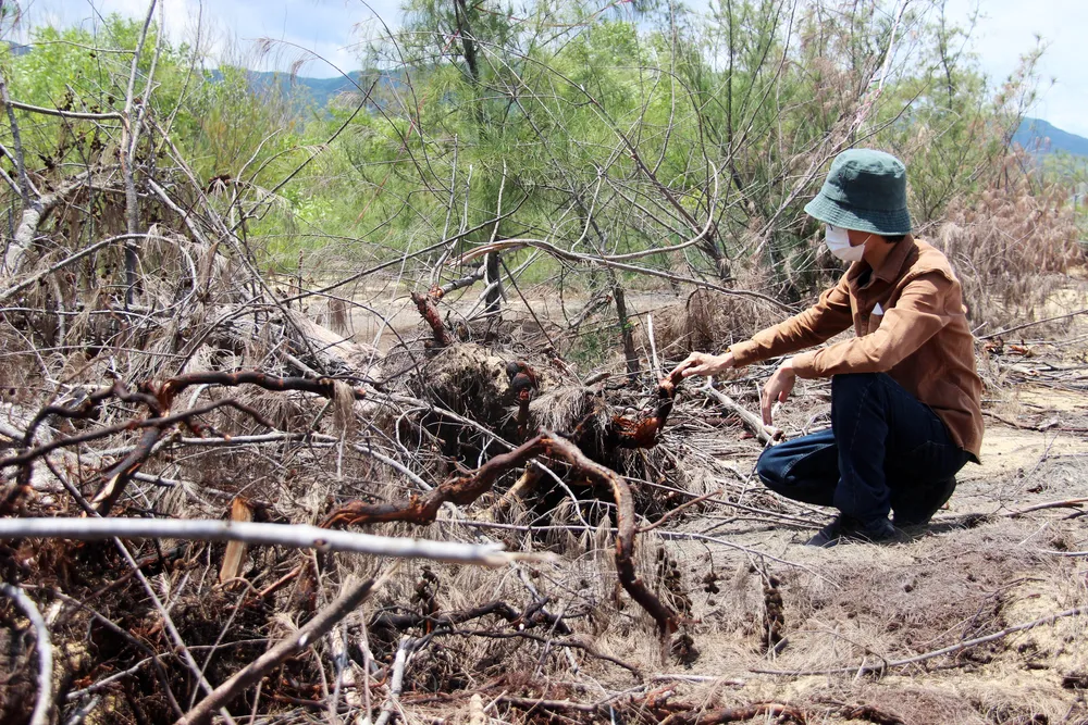 Bình Định chỉ đạo xử lý nghiêm vụ phá 5,26ha rừng phòng hộ ven biển  ảnh 4