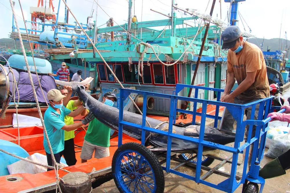 Ngư dân ra biển ăn tết ảnh 23