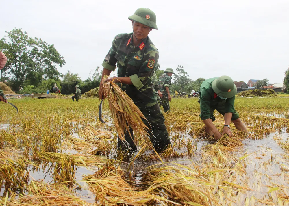Giúp nông dân “giải cứu” lúa sau thiên tai dị thường  ảnh 3