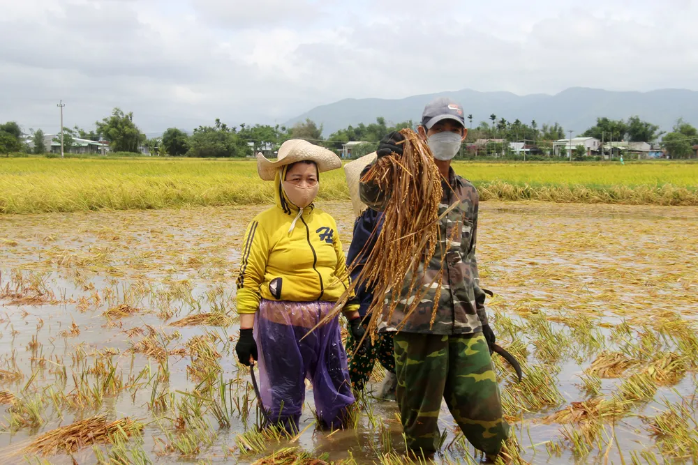 Giúp nông dân “giải cứu” lúa sau thiên tai dị thường  ảnh 6