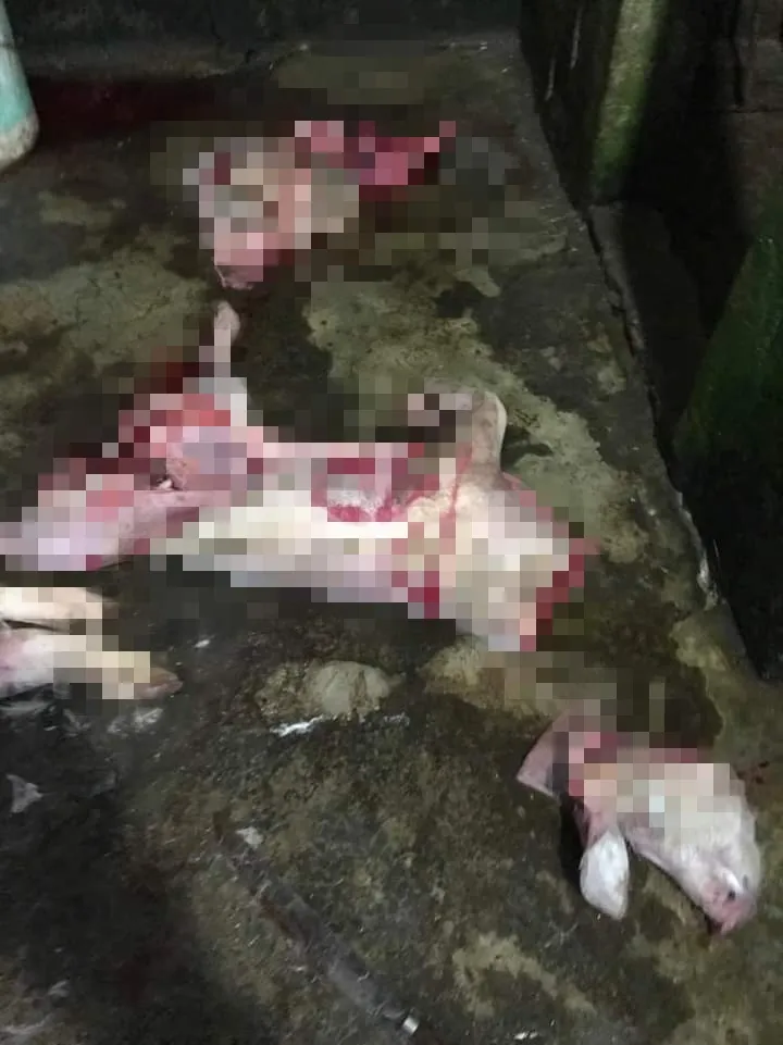 Bắt quả tang cơ sở chuyên mua heo bệnh, heo chết về xẻ thịt bán ảnh 2