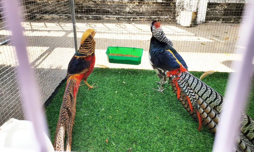 Độc đáo lễ hội nông sản lớn nhất Bình Định ảnh 4