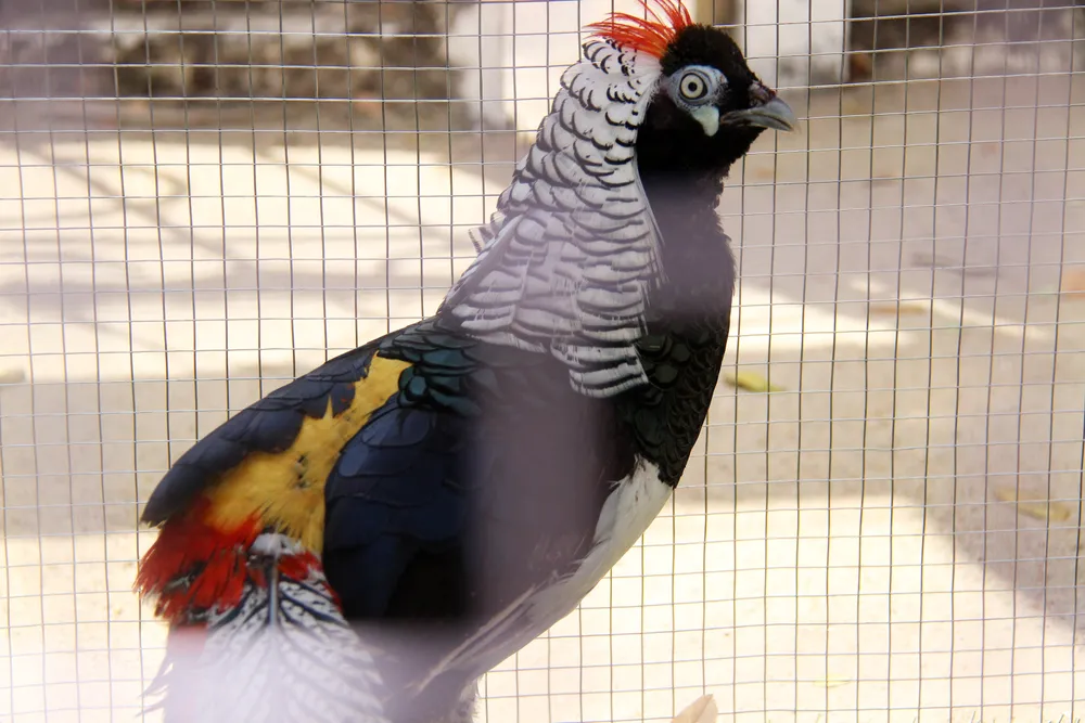 Độc đáo lễ hội nông sản lớn nhất Bình Định ảnh 5