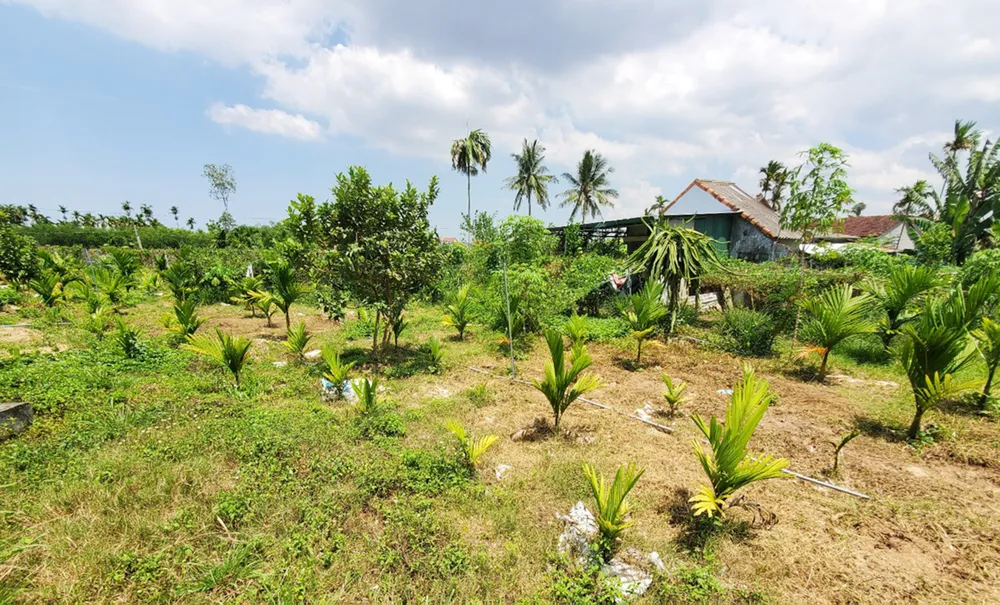 Khốn khổ vì mua nhầm đất tranh chấp  ảnh 1