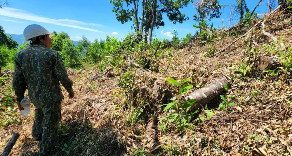 Bình Định: Phát hiện gần 12ha rừng bị tàn phá, lấn chiếm đất ảnh 1