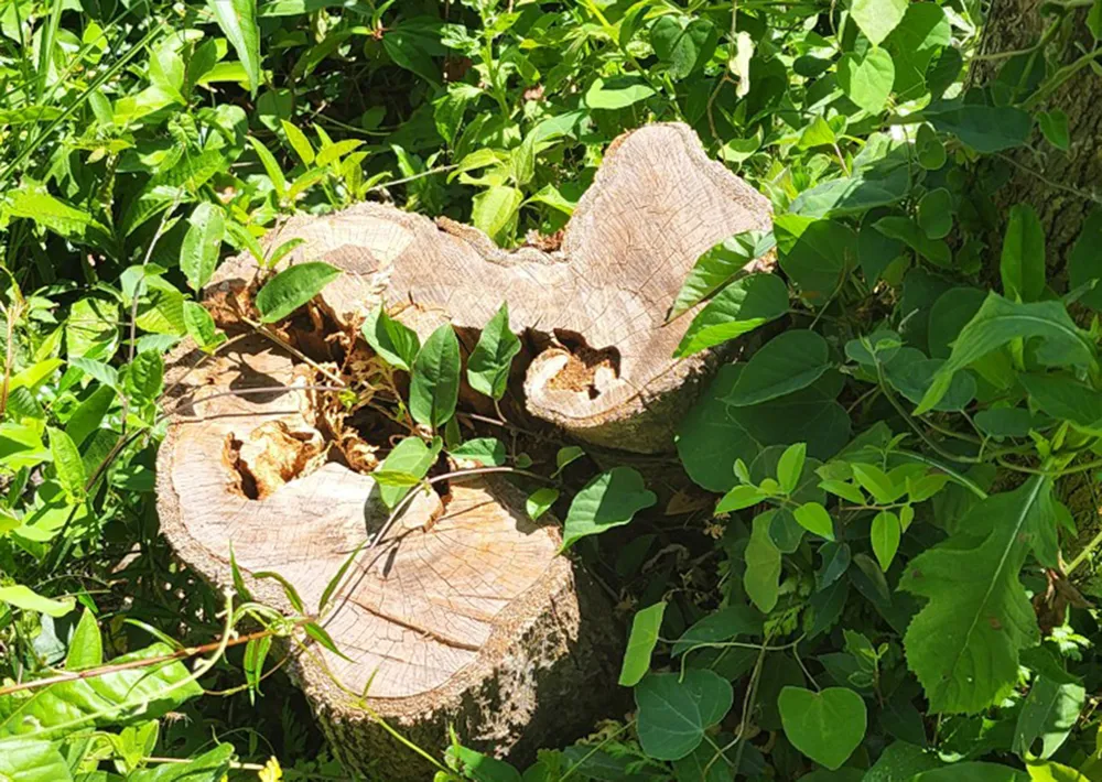 Bình Định: Phát hiện gần 12ha rừng bị tàn phá, lấn chiếm đất ảnh 3