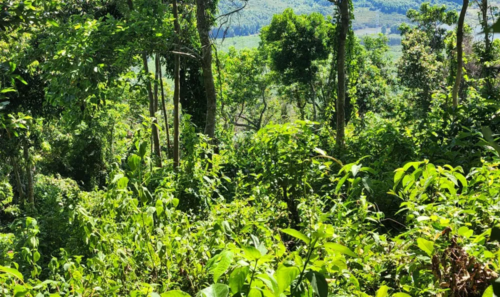 Bình Định: Phát hiện gần 12ha rừng bị tàn phá, lấn chiếm đất ảnh 6