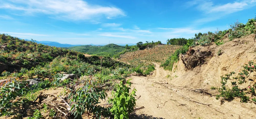 Bình Định: Phát hiện gần 12ha rừng bị tàn phá, lấn chiếm đất ảnh 5