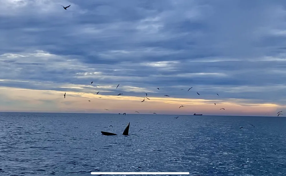 Thêm đàn cá voi khoảng 7 con xuất hiện ở ven biển Đề Gi, Bình Định ảnh 4