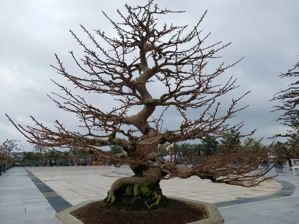 Các tác phẩm hoa mai độc đáo được đưa ra trình làng tại lễ hội: Ảnh: XUÂN HUYÊN Các tác phẩm hoa mai độc đáo được đưa ra trình làng tại lễ hội: Ảnh: XUÂN HUYÊN