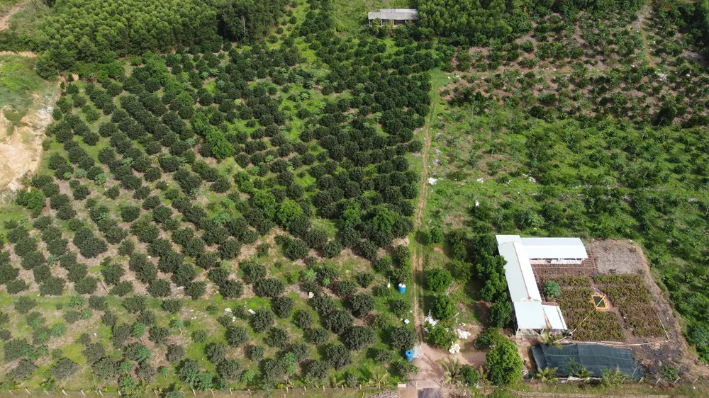 Người dân huyện Hoài Ân khai thác vườn cây ăn quả trên diện tích đất khô cằn