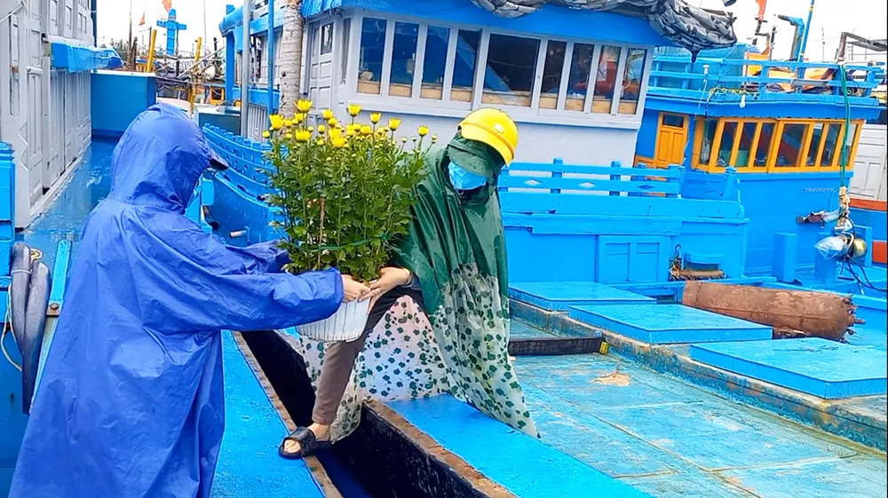 Ngư dân mang những chậu hoa cúc lên tàu để ăn tết trên biển. Ảnh: NGUYỄN TRANG