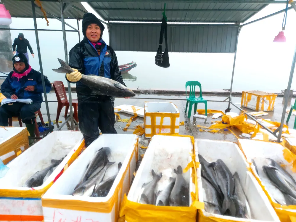 Các thương lái mua hải sản ngư dân với giá khá cao dịp Tết Nguyên đán. Ảnh: DƯƠNG QUANG