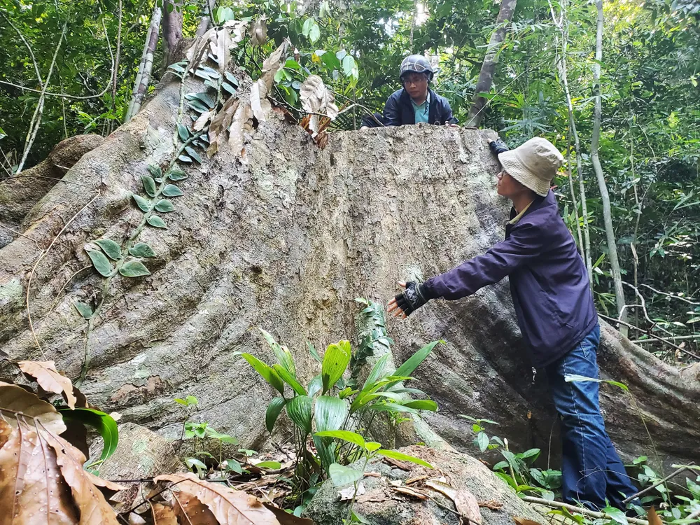 Ngày 19-3, Phóng viên Báo SGGP thâm nhập vào rừng phòng hộ Vân Canh phát hiện nhiều cổ thụ bị "xẻ thịt"