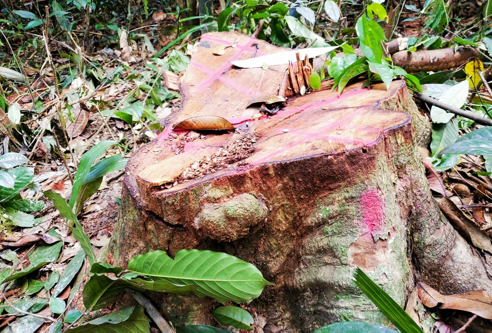Một cây rừng cổ thụ vừa bị "xẻ thịt" giữa rừng phòng hộ Vân Canh còn tứa nhựa