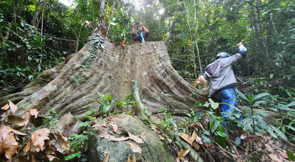 Nhiều cây cổ thụ bị "xẻ thịt"