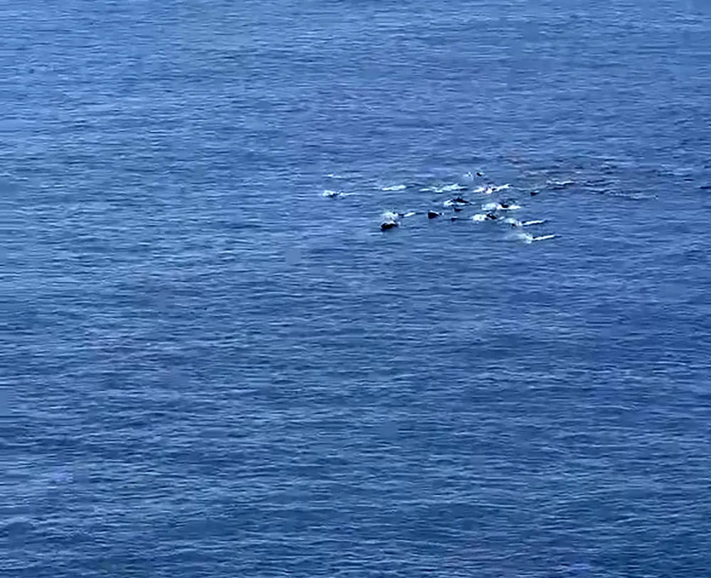 Ảnh đàn cá heo đang nổi lên mặt nước