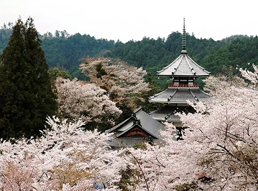 Hoa anh đào từ thị trấn Yoshino. Ảnh: LÊ ANH