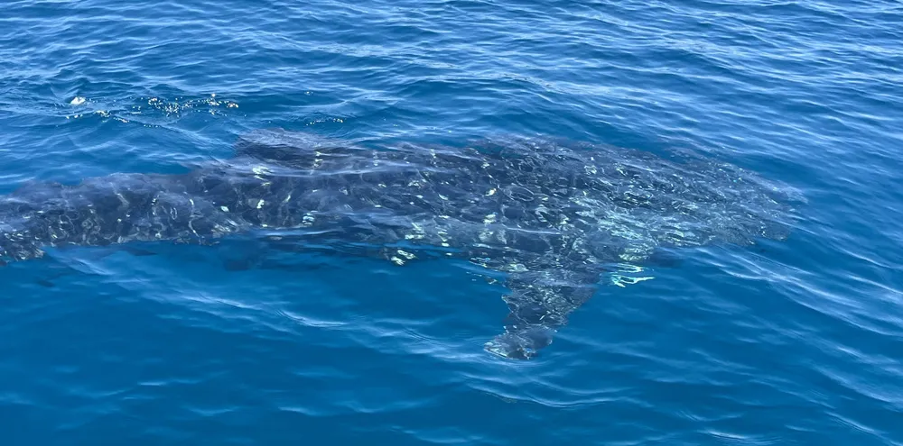 Cá voi đang bơi lội rất gần bờ. Ảnh: HOÀI TIẾN Cá voi đang bơi lội rất gần bờ. Ảnh: HOÀI TIẾN