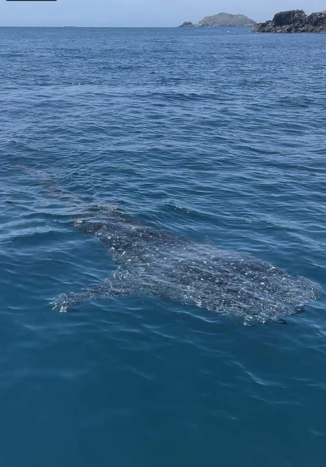 Hình ảnh cá nhám voi xuất hiện tại biển Kỳ Co Hình ảnh cá nhám voi xuất hiện tại biển Kỳ Co