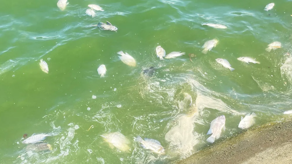 Nhiều con cá trọng lượng từ 0,5kg lên đến gần 1kg bị chết la liệt Nhiều con cá trọng lượng từ 0,5kg lên đến gần 1kg bị chết la liệt