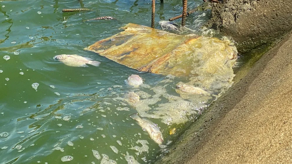 Cá chết tấp vào sát bờ hồ bốc mùi hôi thối Cá chết tấp vào sát bờ hồ bốc mùi hôi thối