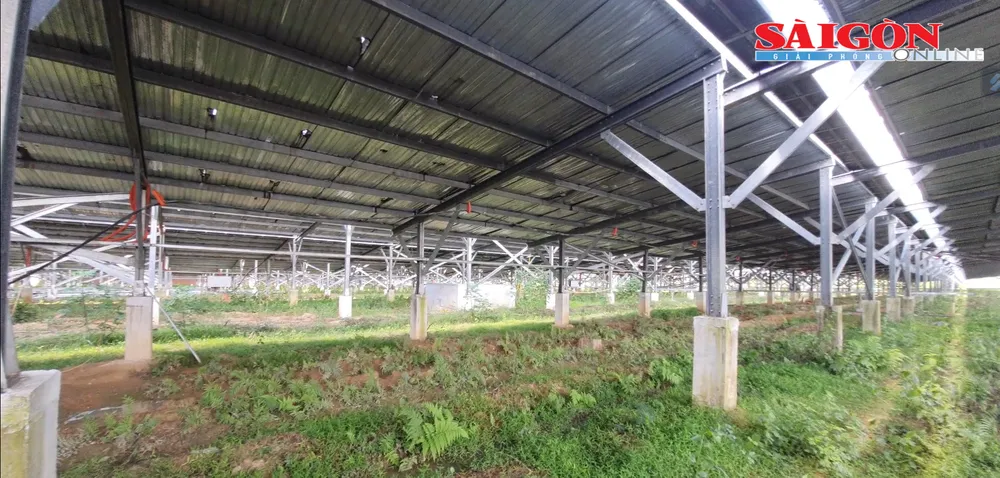 Hệ thống mái điện mặt trời đồ sộ trong khuôn viên dự án nông nghiệp của Công ty TNHH Farm Việt. Ảnh: PHƯƠNG ĐÔNG