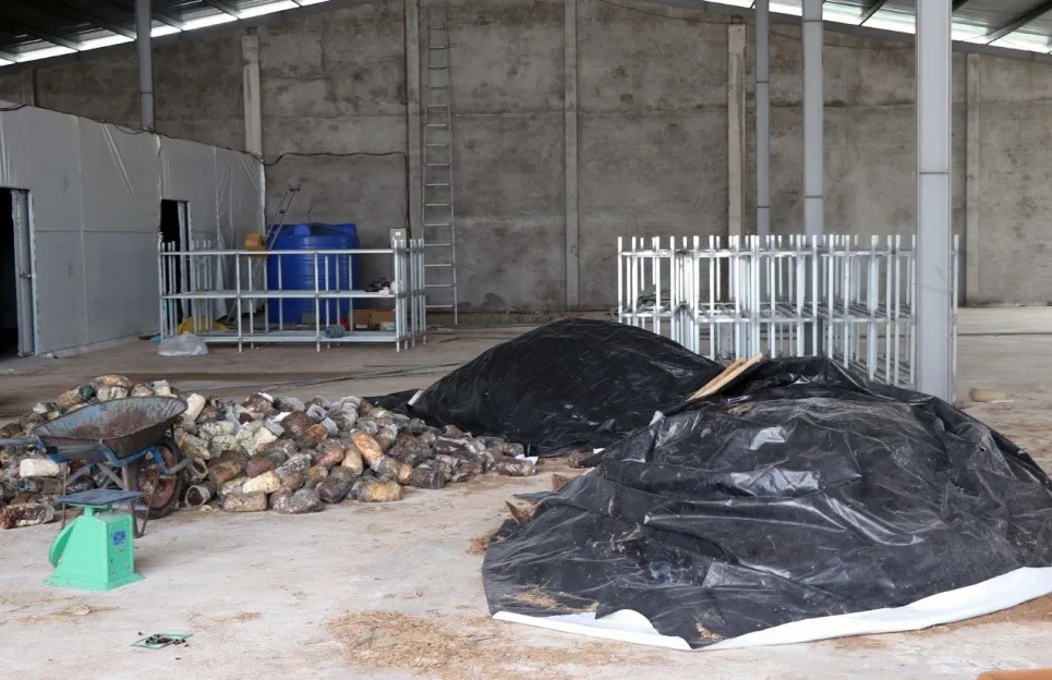 Bên trong khu vực trồng nấm của Dự án Công ty TNHH Nam Việt Hưng