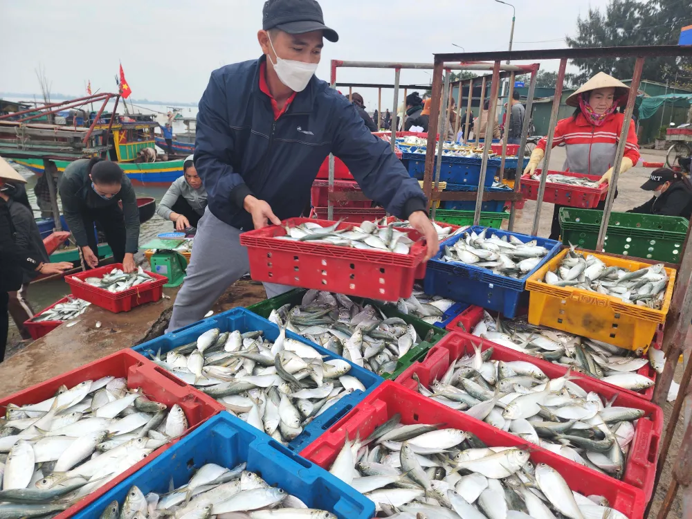 Sáng 13-2, nhiều ngư dân huyện Lộc Hà, tỉnh Hà Tĩnh trúng đậm hàng tấn cá mòi biển đầu năm đưa vào cảng cá Cửa Sót. Ảnh DƯƠNG QUANG.jpg