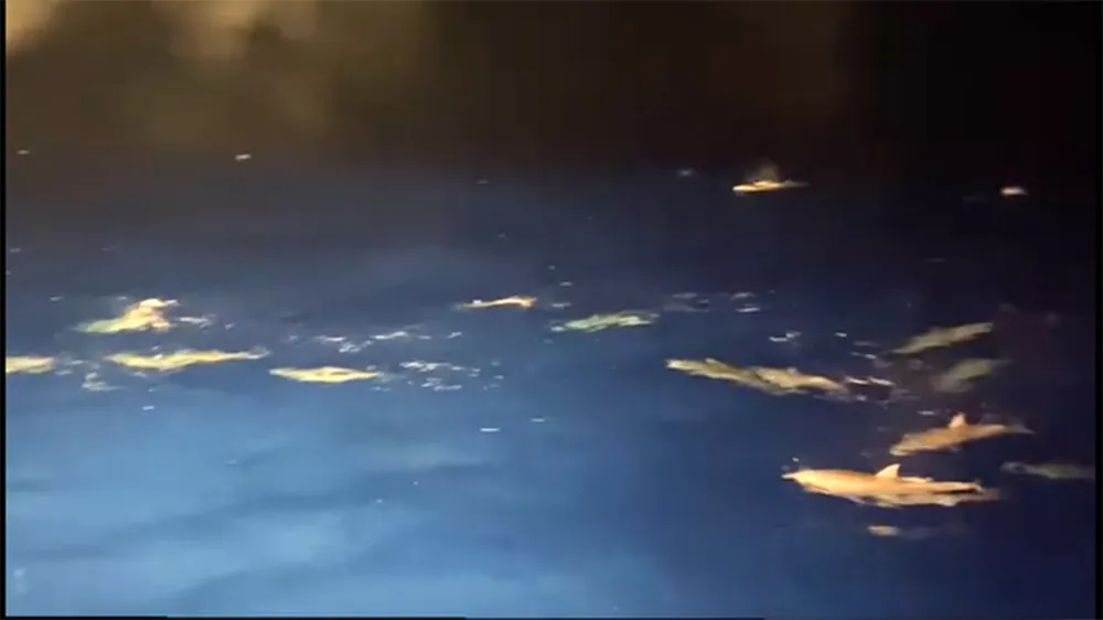 Screenshot 2025-05-20 202052.jpg