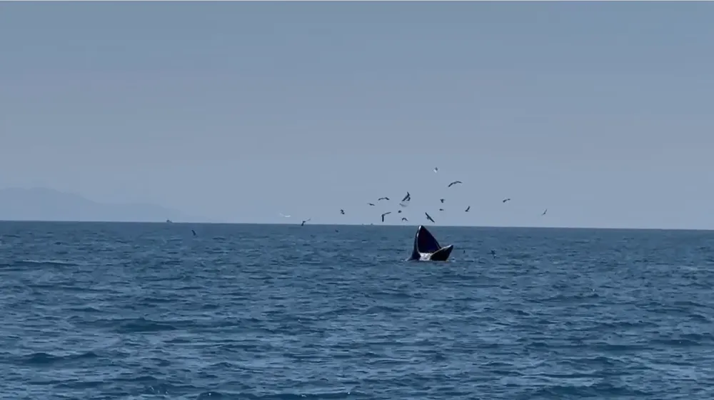 Screenshot 2025-06-07 170839.jpg