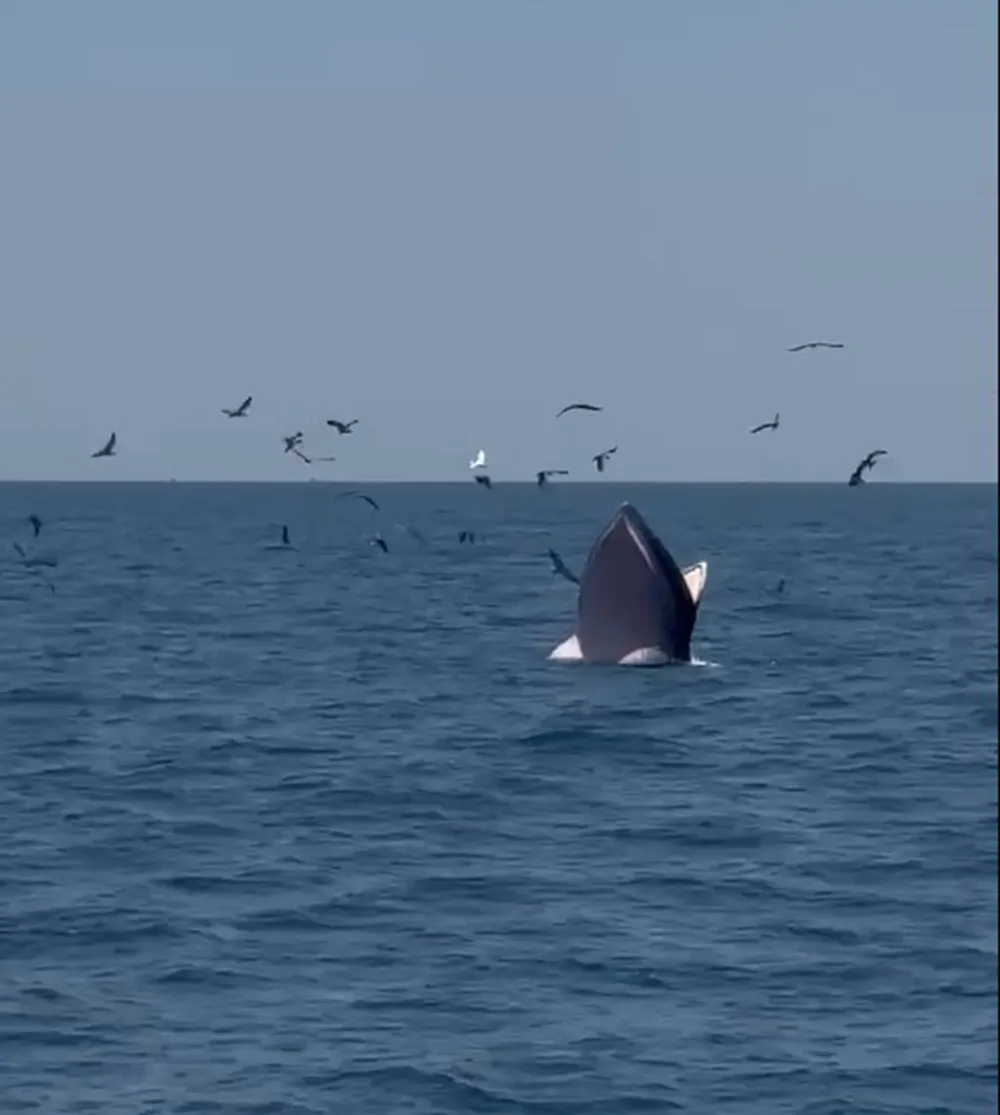 Screenshot 2025-06-07 171026.jpg