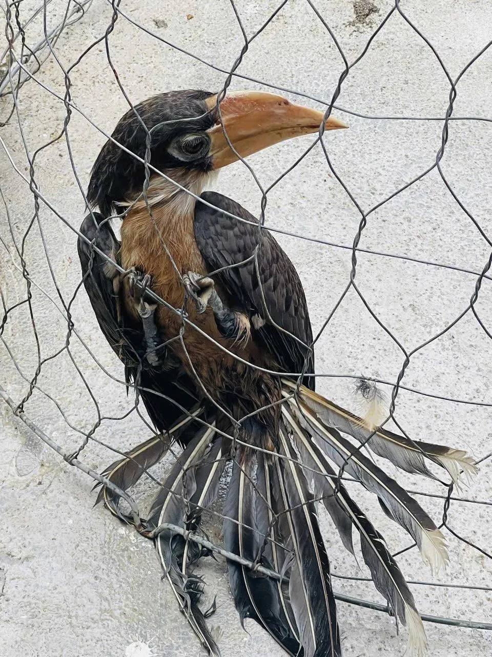 Niệc nâu (Anorrhinus austeni) nằm trong trong danh mục nhóm IB, động vật rừng nguy cấp, quý hiếm