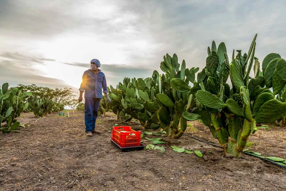 Bên trong nông trại hữu cơ làm nên những sản phẩm Amway chất lượng ảnh 1