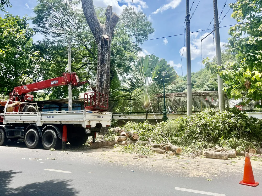 Đốn hạ cây dầu cổ thụ trên đường Hùng Vương, quận 10