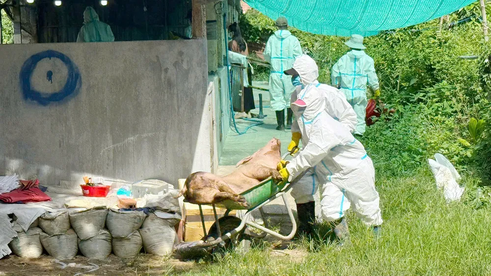 Ngành thú ý tỉnh Gia Lai tiêu hủy các ổ dịch tả heo châu Phi theo quy định