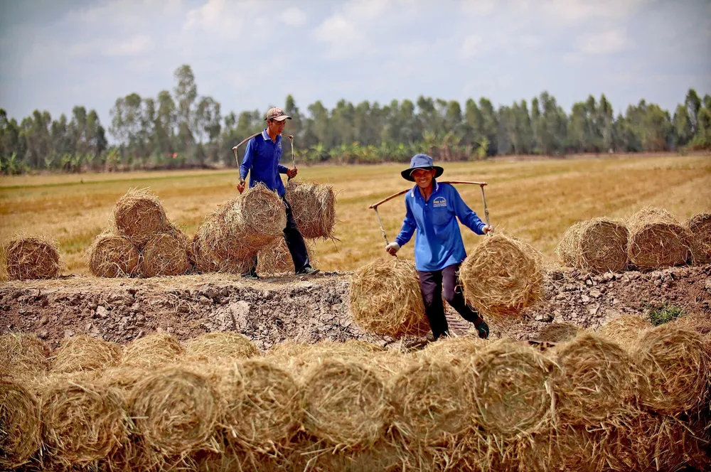 Nông dân ĐBSCL thu gom rơm sau thu hoạch. Ảnh: Ngọc Phúc