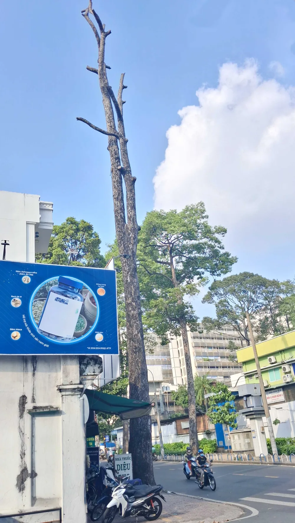 Cây xanh chết khô