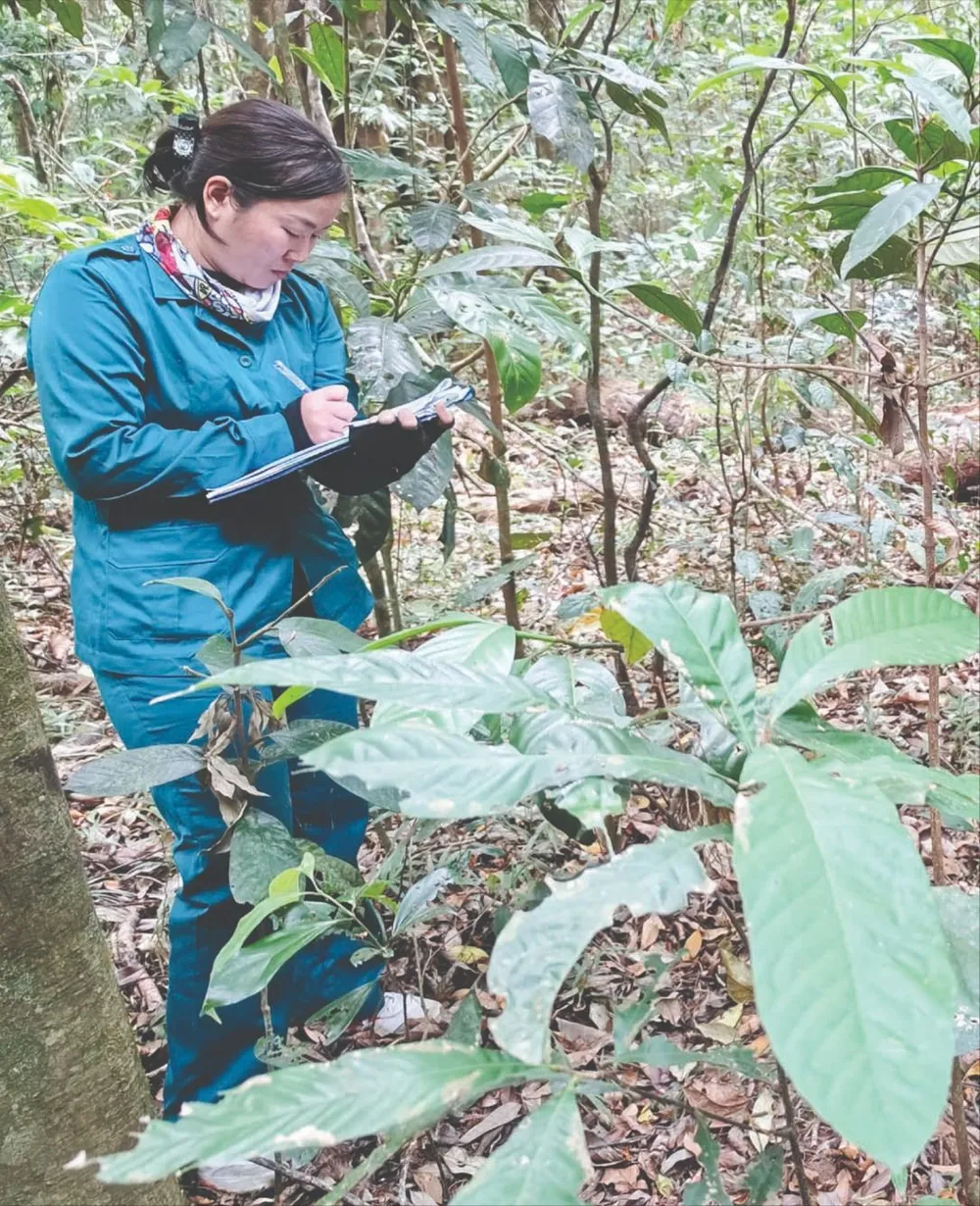 Các nhà khoa học đang thu thập tư liệu về rừng chè cổ trên đỉnh Tà Đùng.jpg