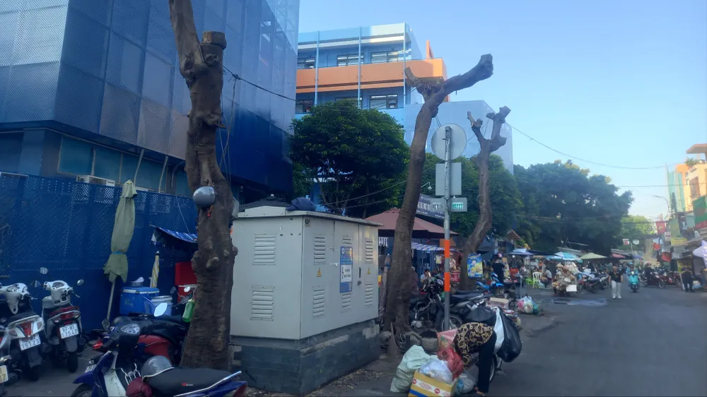 Hàng cây trụi cành trên đường