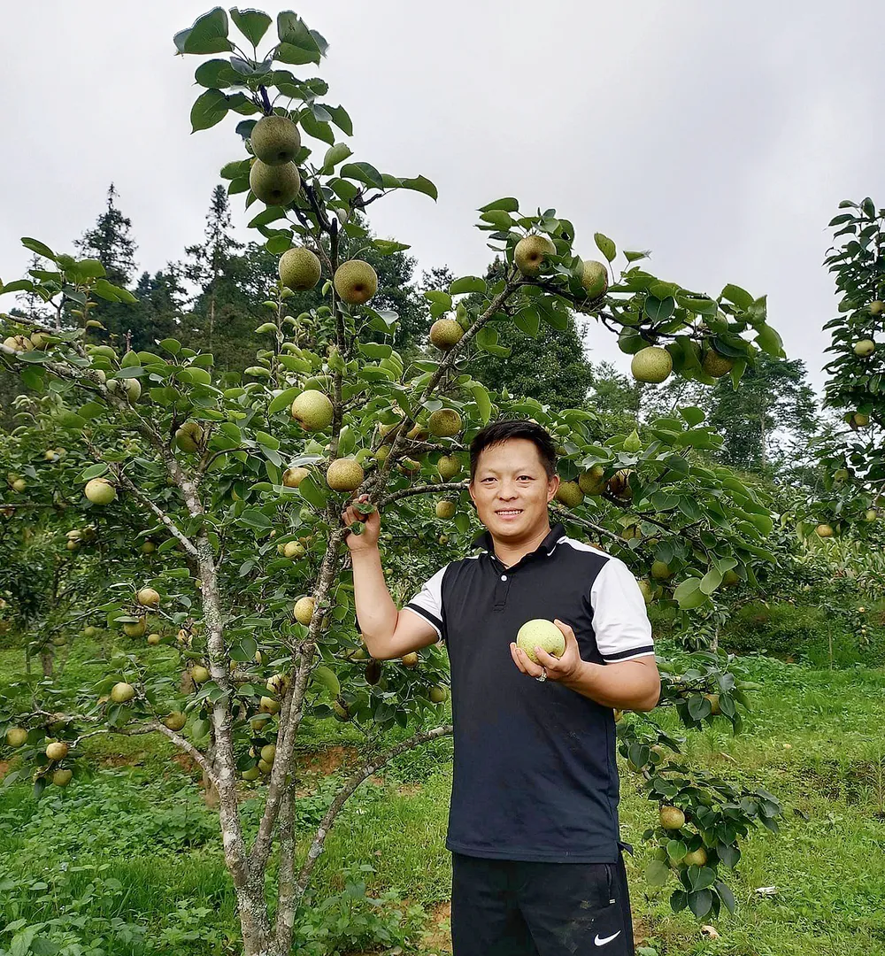 Anh Tráng Seo Xà là người tiên phong trồng lê, mận ở Quan Hồ Thẩn