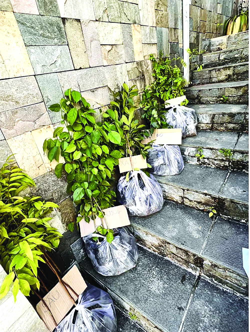 Cây con được đưa về Đà Lạt để tiếp tục hành trình đến các vườn