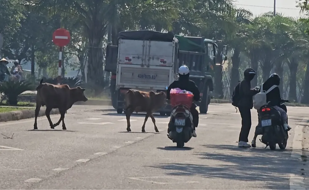 Bò thả rông giữa trục đường chính TP Huế