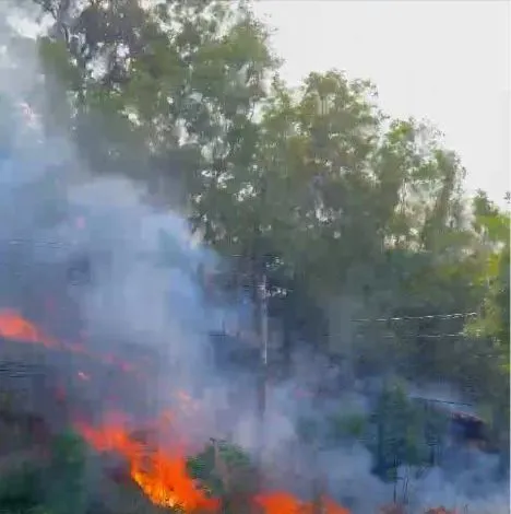 chay rung phong ho PQ.png