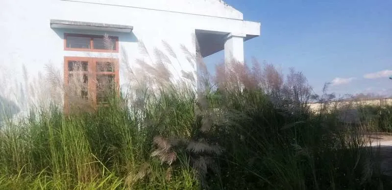 Cỏ dại mọc um tùm trong công trình hệ thống cấp nước sạch. Ảnh: HỒ VĂN NGỢI