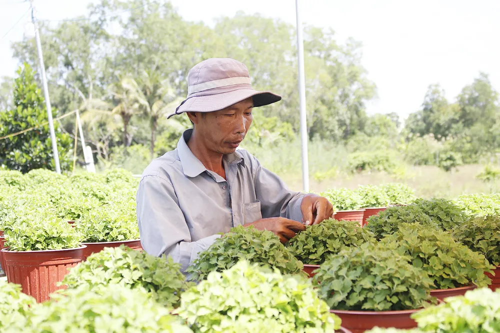 Anh Đặng Hòa Bình, nông dân trồng hoa tại phường An Hòa, TP Sa Đéc (Đồng Tháp) chăm sóc vườn hoa cúc Hàn Quốc. Ảnh: THÀNH NHƠN