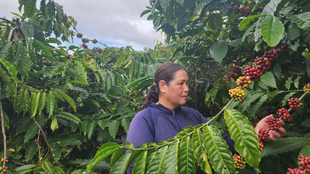 Kim ngạch xuất khẩu cà phê có thể đạt 7,5 tỷ USD cho cả năm 2025