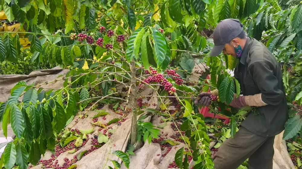 Xuất khẩu rau quả năm 2025 ước đạt hơn 8 tỷ USD