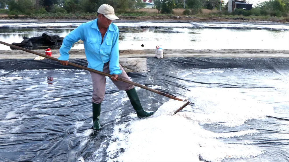 Nắng to nhưng đồng muối An Ngãi vẫn thất thu 