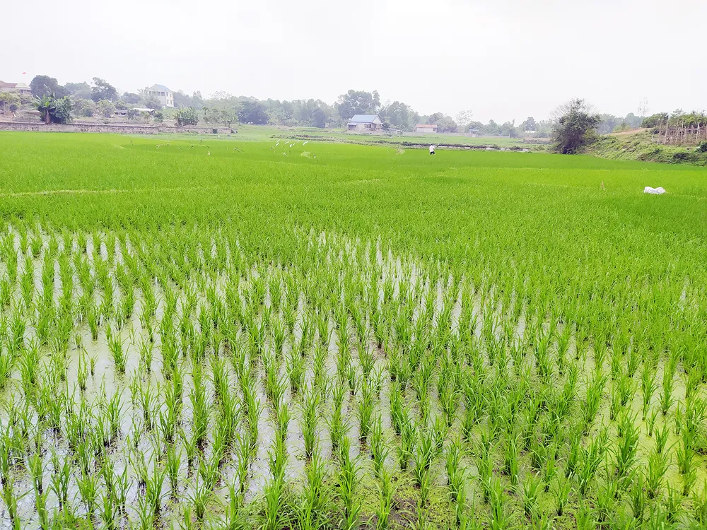Mạ xuân mang theo ước mong mùa màng bội thu